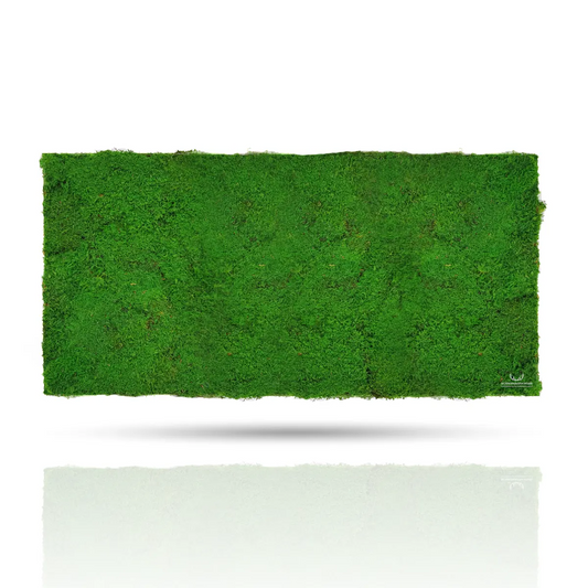 Frameless Flat Moss Wall Panels Rectangle on white background  DecorMania.eu