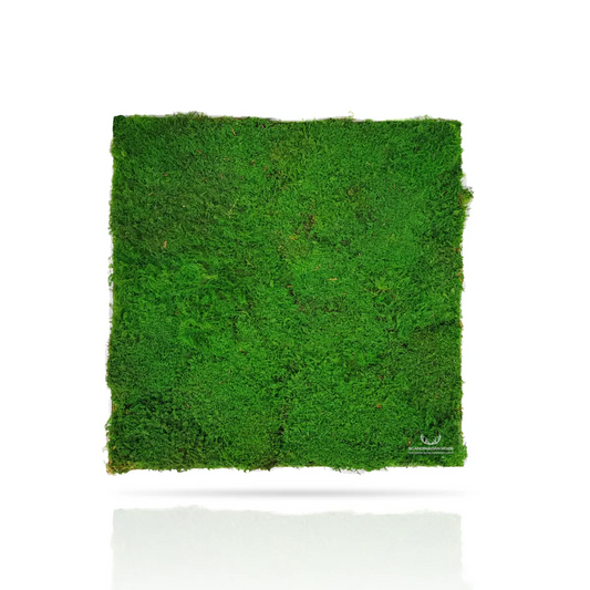 Frameless Flat Moss Wall Panels on white background Square DecorMania.eu