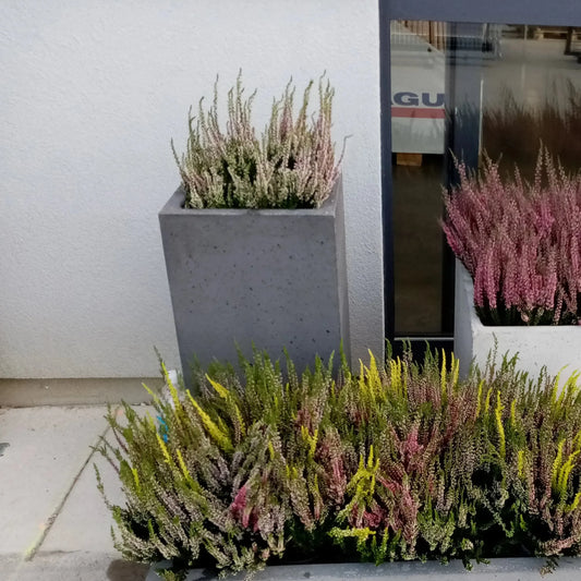 Outdoor Concrete Planters - Rectangle 50x120x50 cm in front of a wall Decormania.eu