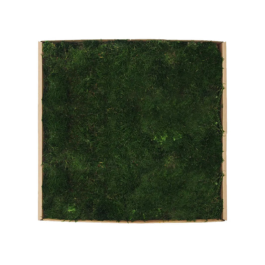 Flat Preserved Moss Wall Decor medioum green swatch on white background Decormania UK