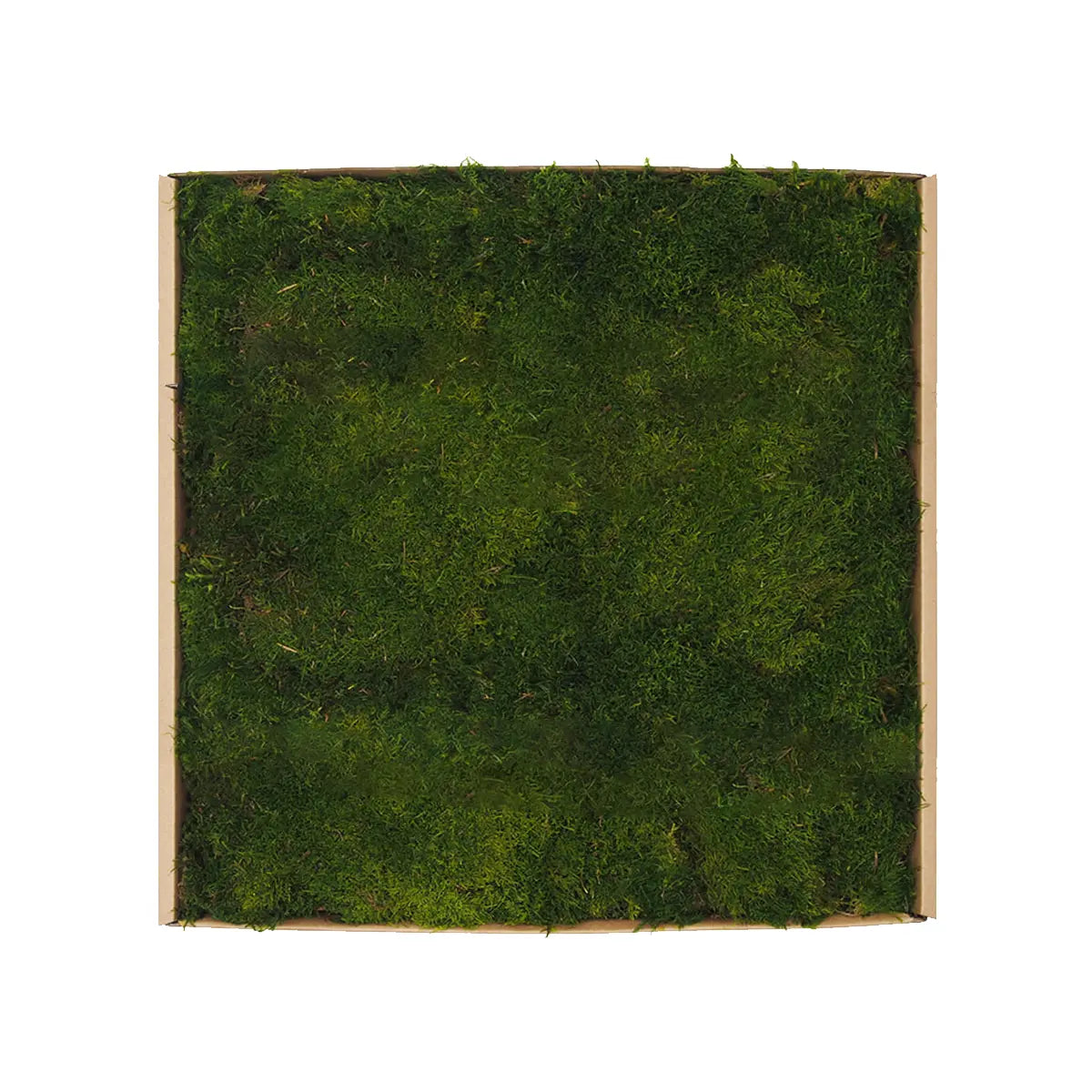 Flat Preserved Moss Wall Decor lightgreen swatch on white background Decormania.eu