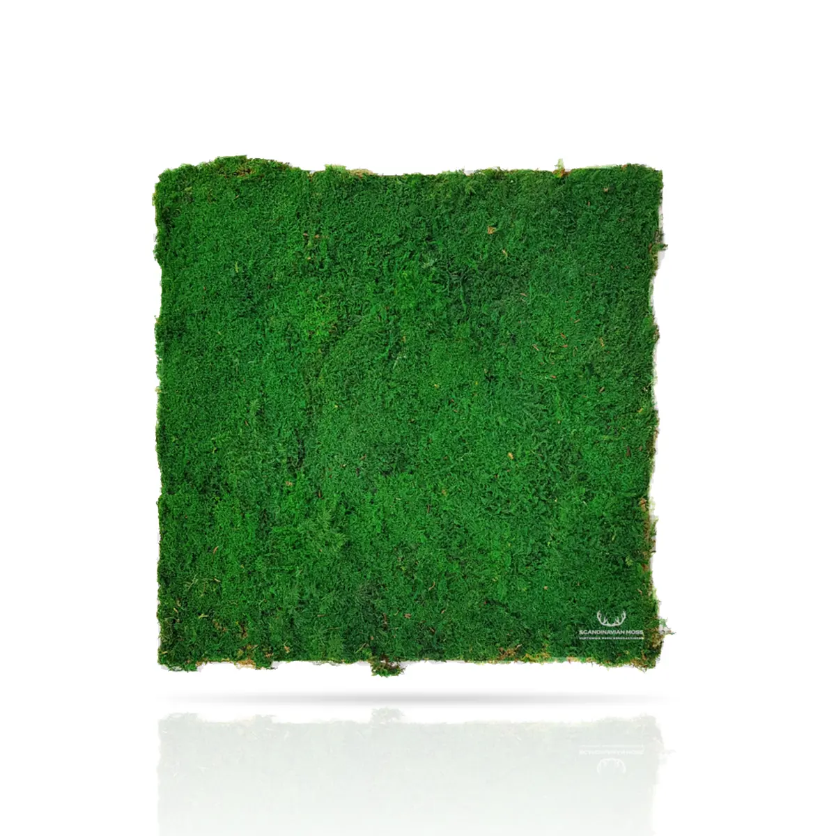 Frameless Flat Moss Wall Panels Rectangle dark green colour swatch on white background DecorMania.eu