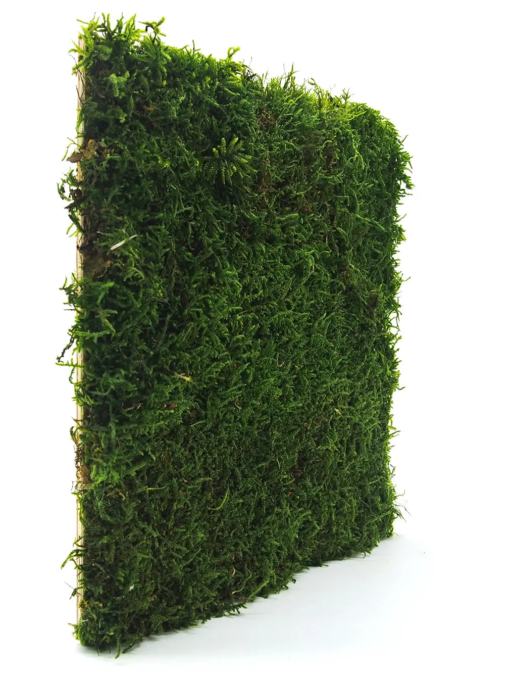 Frameless Flat Moss Wall Panels Rectangle single panel in perspective DecorMania.eu