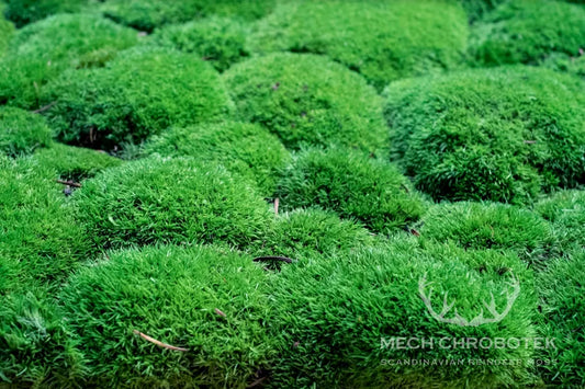 Frameless Pillow Moss Wall Panels texture closeup Square DecorMania eu