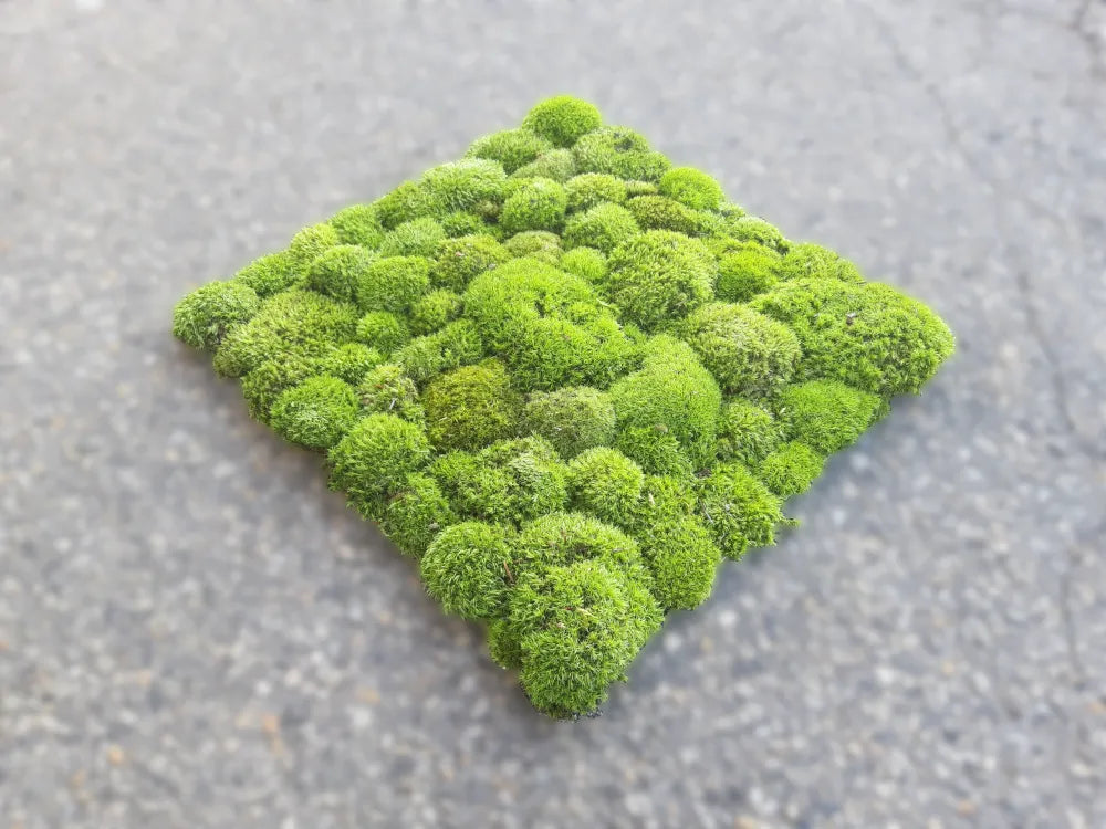 Frameless Pillow Moss Wall Panels Square single piece in perspective DecorMania.eu