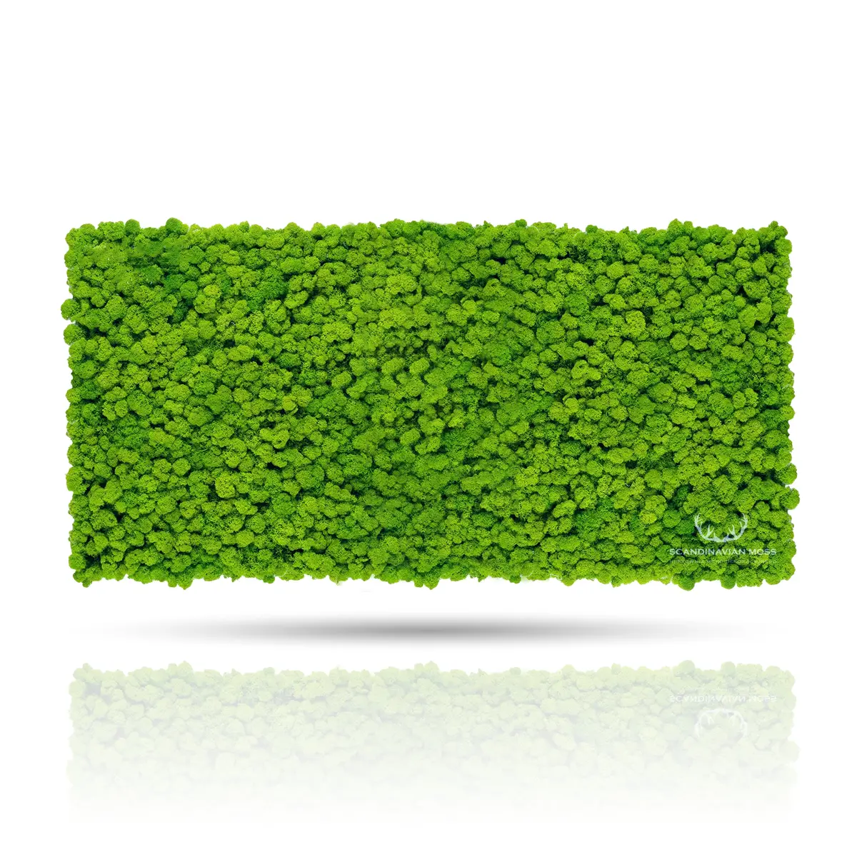 Frameless Reindeer Moss Wall Panels Rectangle on white background DecorMania.eu