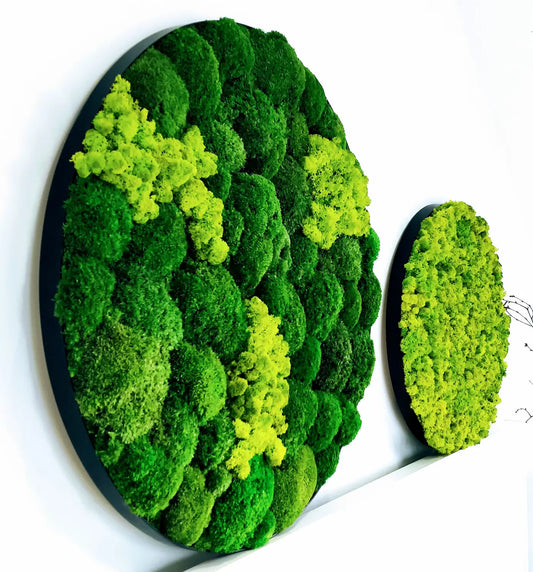 Frameless Reindeer Moss Wall Panels Round DecorMania on white wall eu