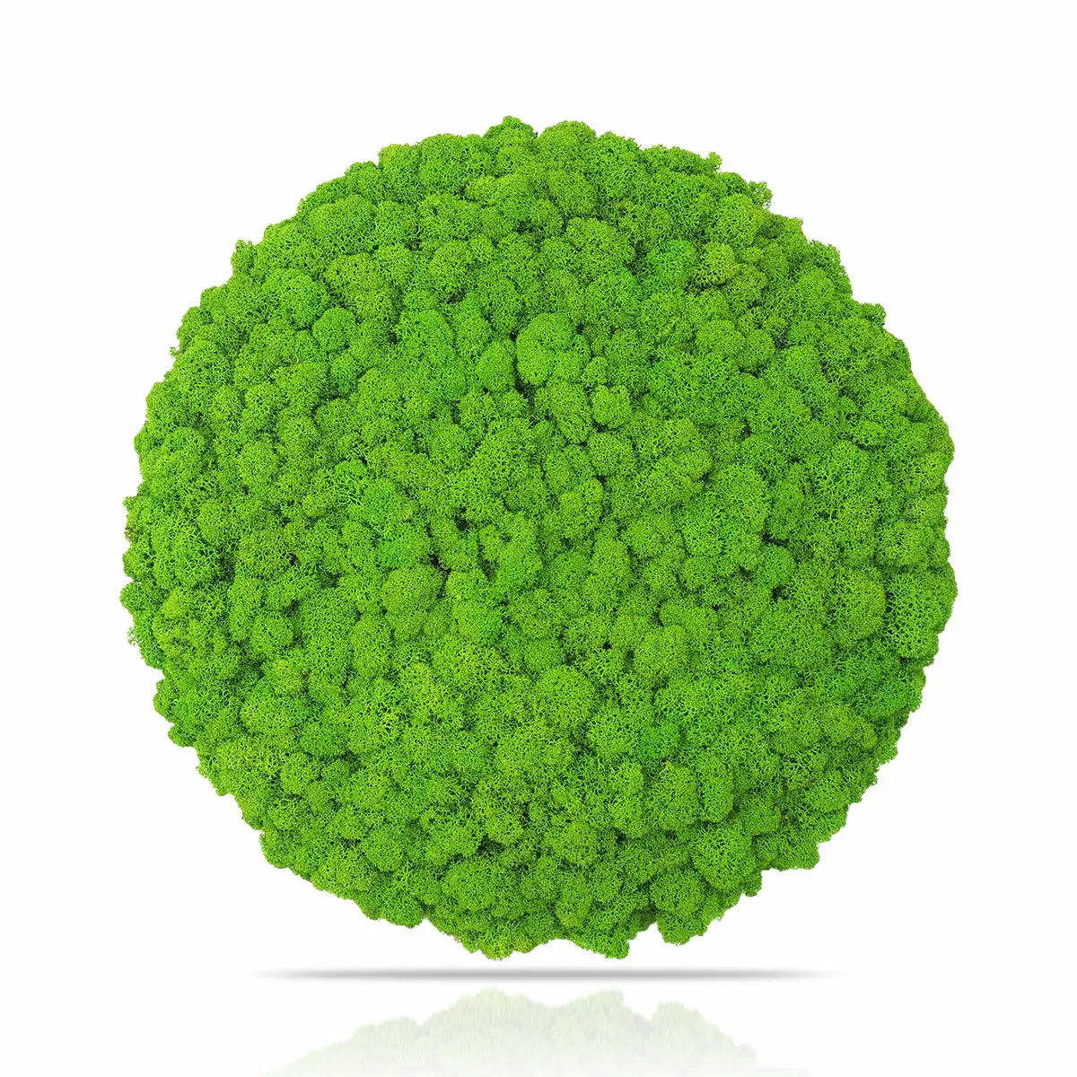 Frameless Reindeer Moss Wall Panels Round on white background DecorMania.eu