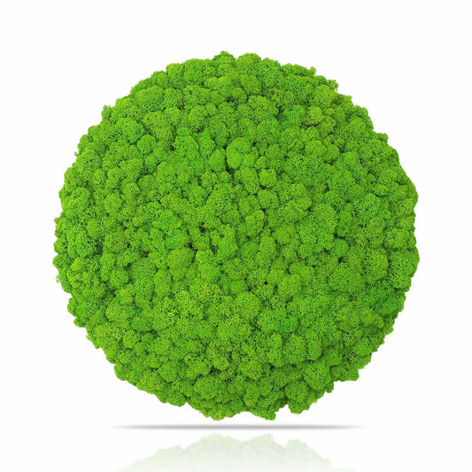 Frameless Reindeer Moss Wall Panels Round on white background DecorMania.eu