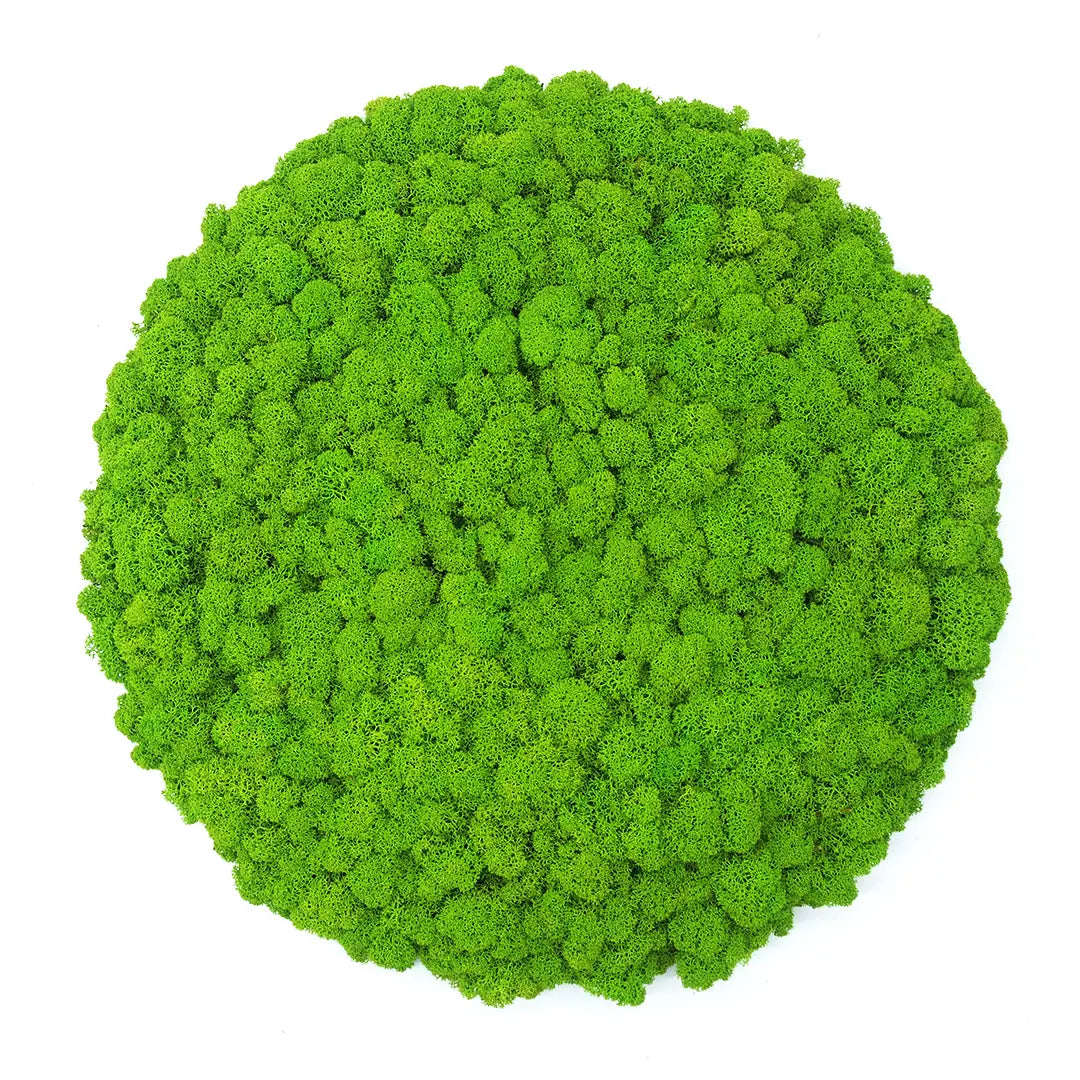 Frameless Reindeer Moss Wall Panels Round on white background DecorMania.eu