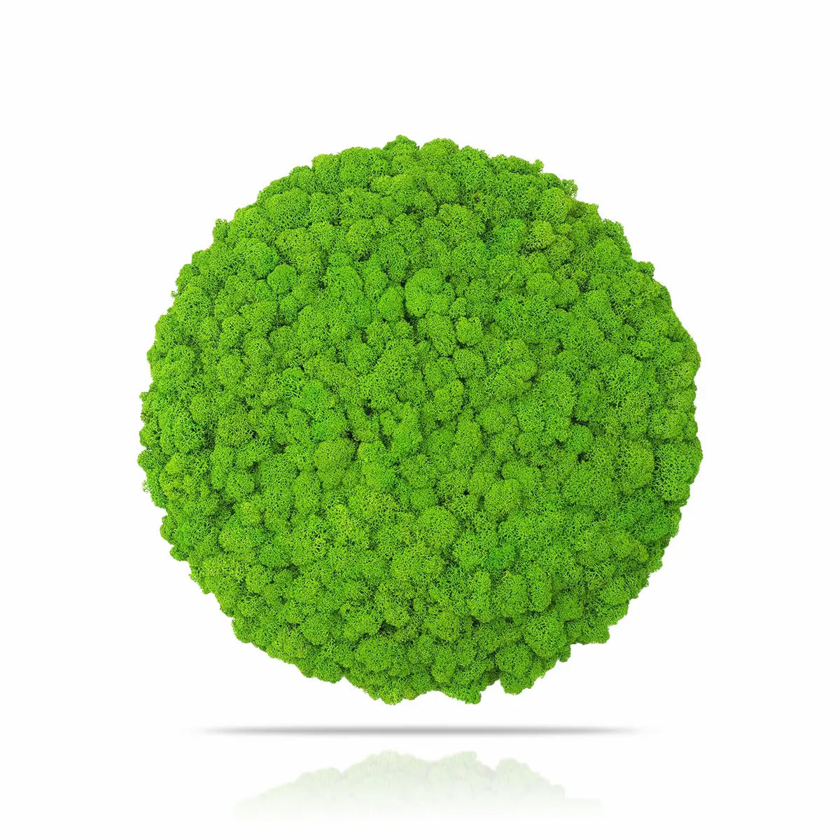 Frameless Reindeer Moss Wall Panels Round on white background DecorMania.eu