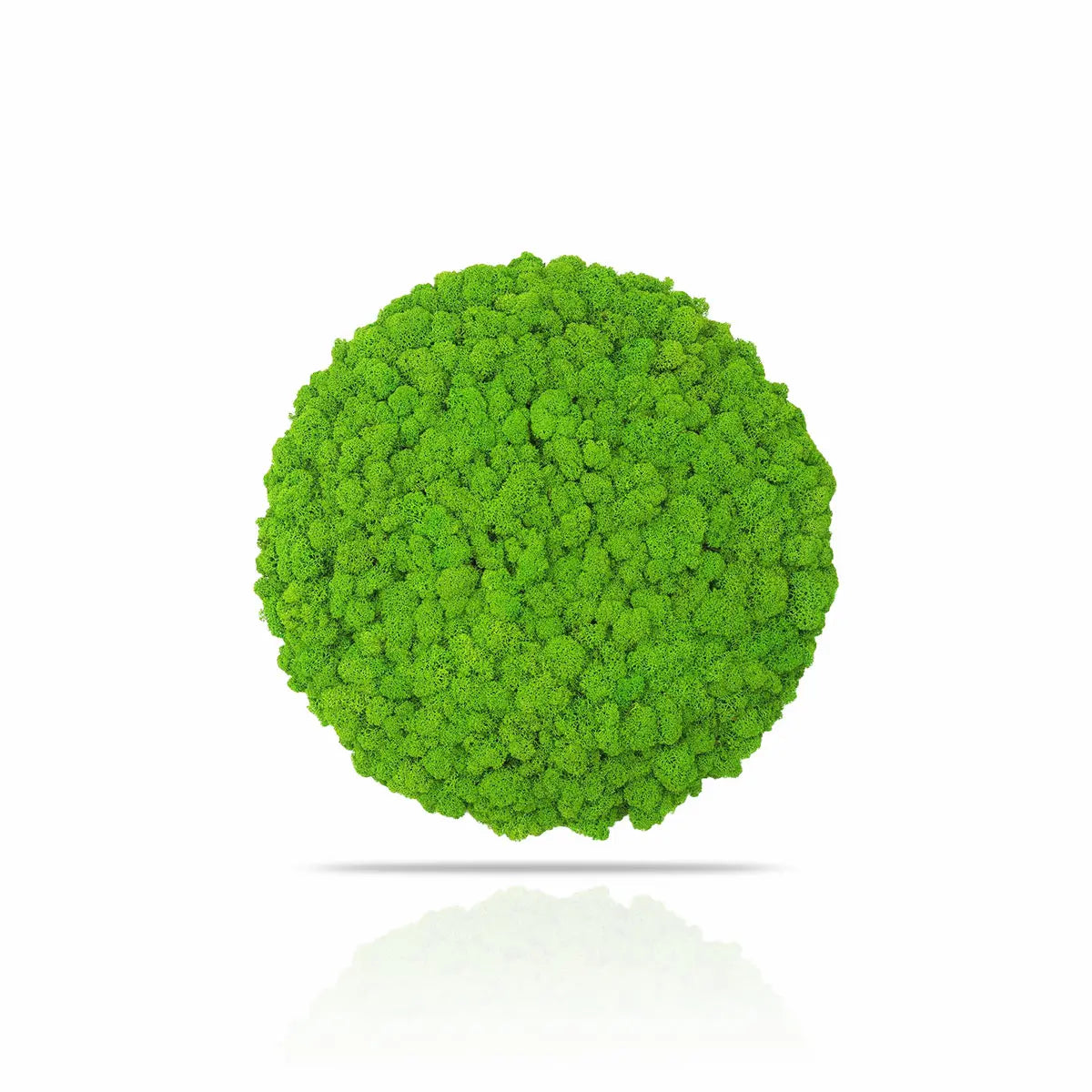 Frameless Reindeer Moss Wall Panels Round on white background DecorMania.eu