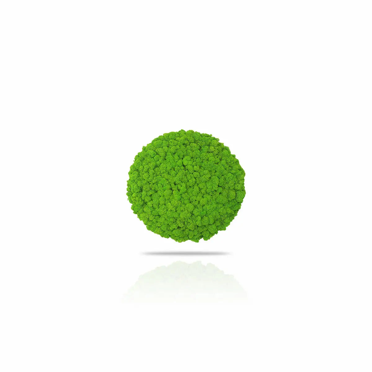 Frameless Reindeer Moss Wall Panels Round on white background DecorMania.eu