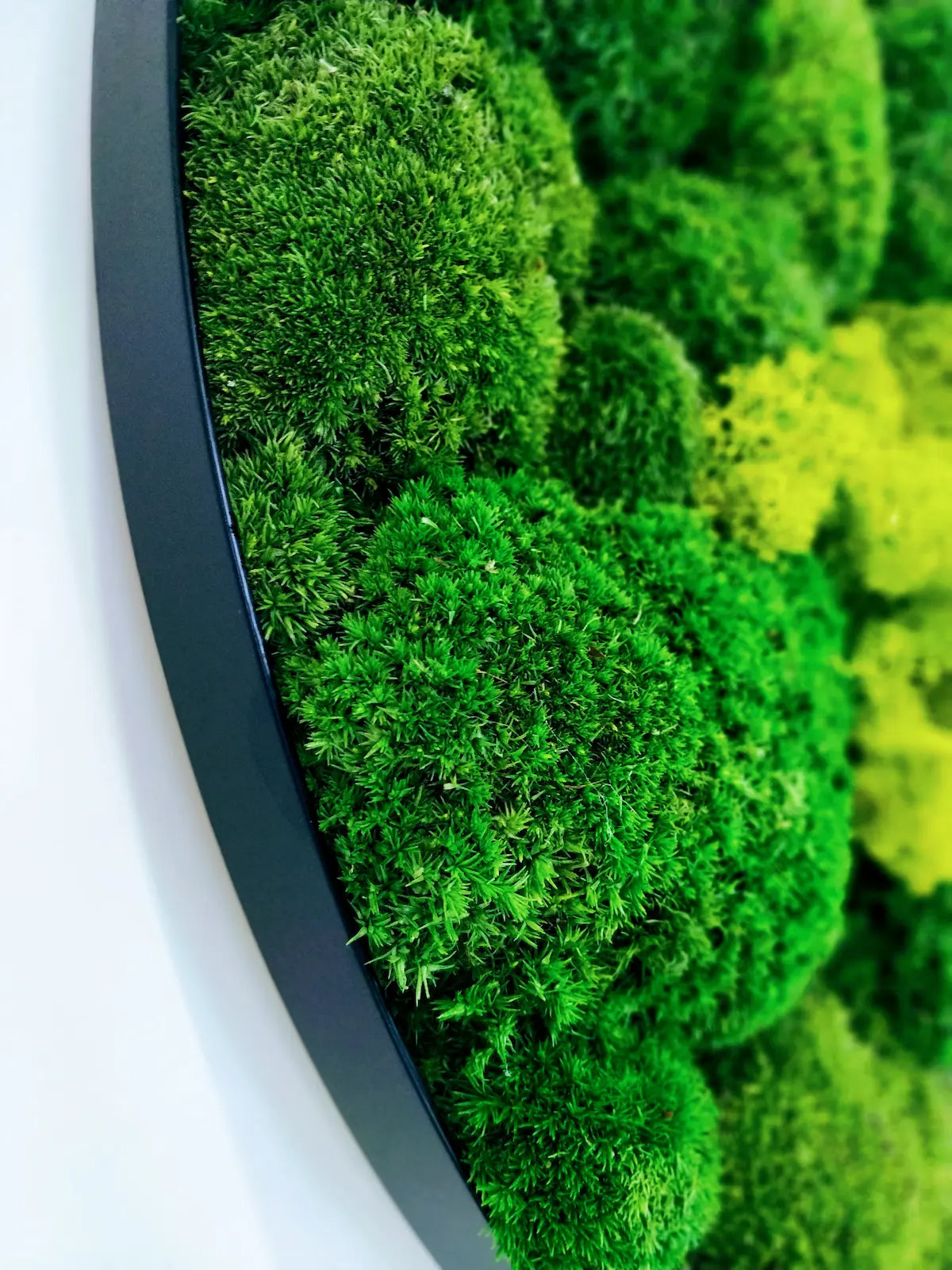 Frameless Reindeer Moss Wall Panels Round texture closeup DecorMania eu