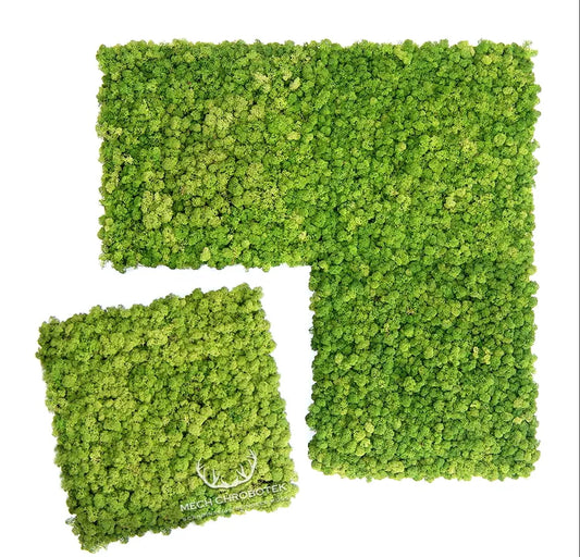 Frameless Reindeer Moss Wall Panels Square four pieces DecorMania.eu
