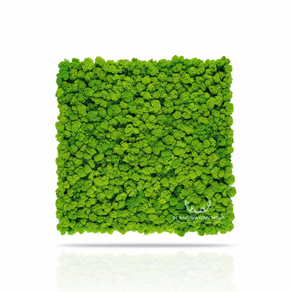 Frameless Reindeer Moss Wall Panels Square on white background DecorMania.eu