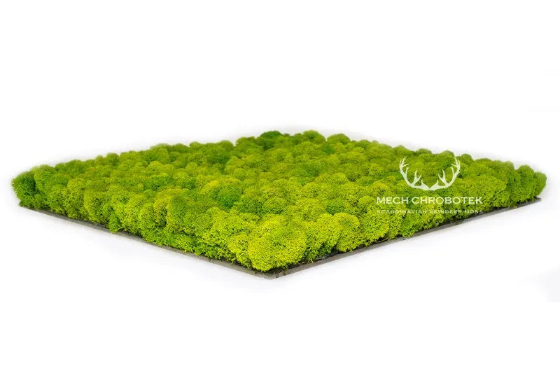 Frameless Reindeer Moss Wall Panels Square in perspective DecorMania.eu