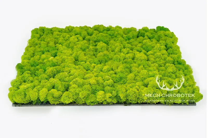 Frameless Reindeer Moss Wall Panels Square in perspective DecorMania.eu