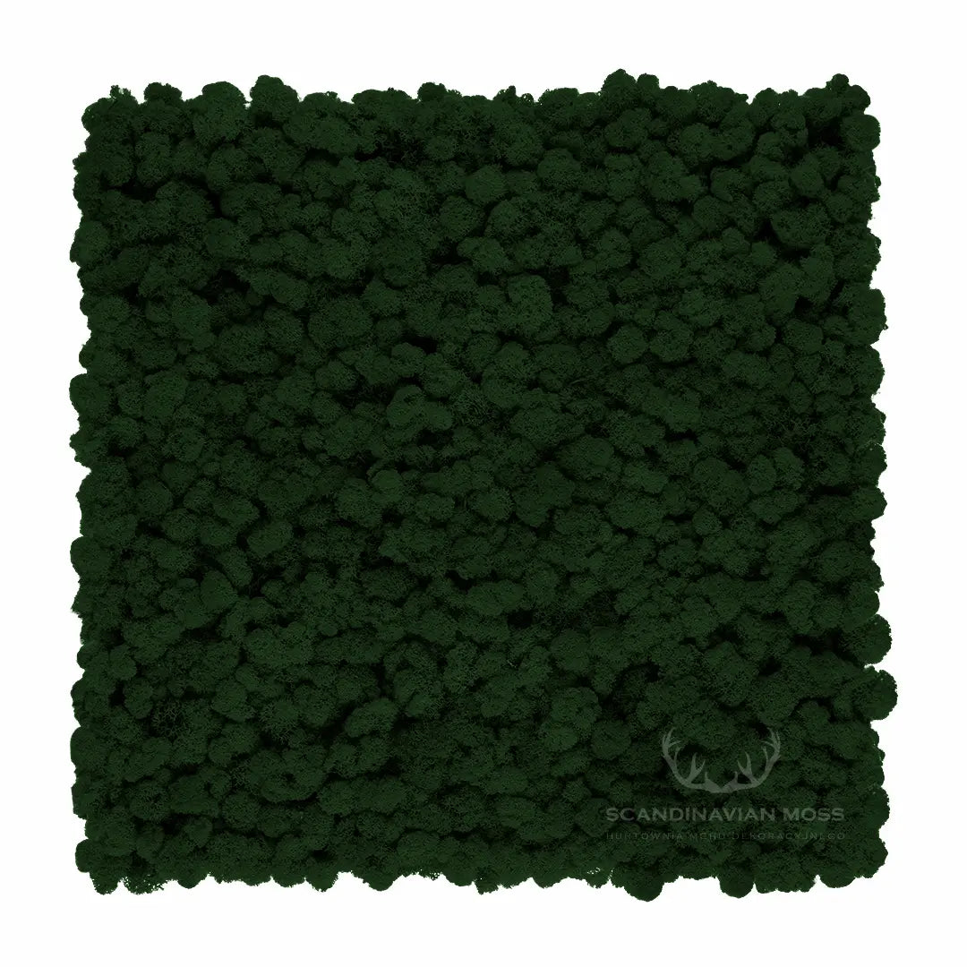 Frameless Reindeer Moss Wall Panels Square dark green on white background DecorMania.eu