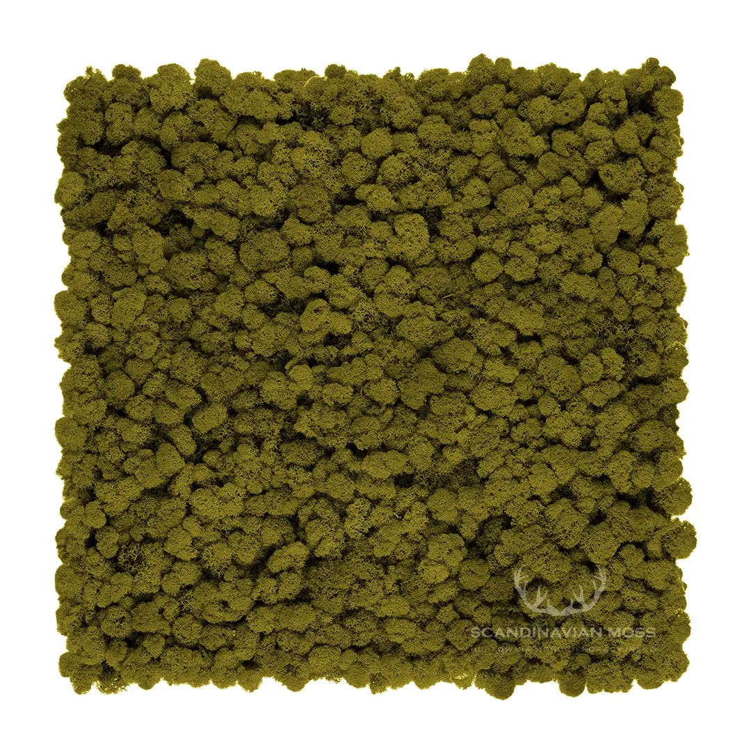 Frameless Reindeer Moss Wall Panels Square lime green on white background DecorMania.eu