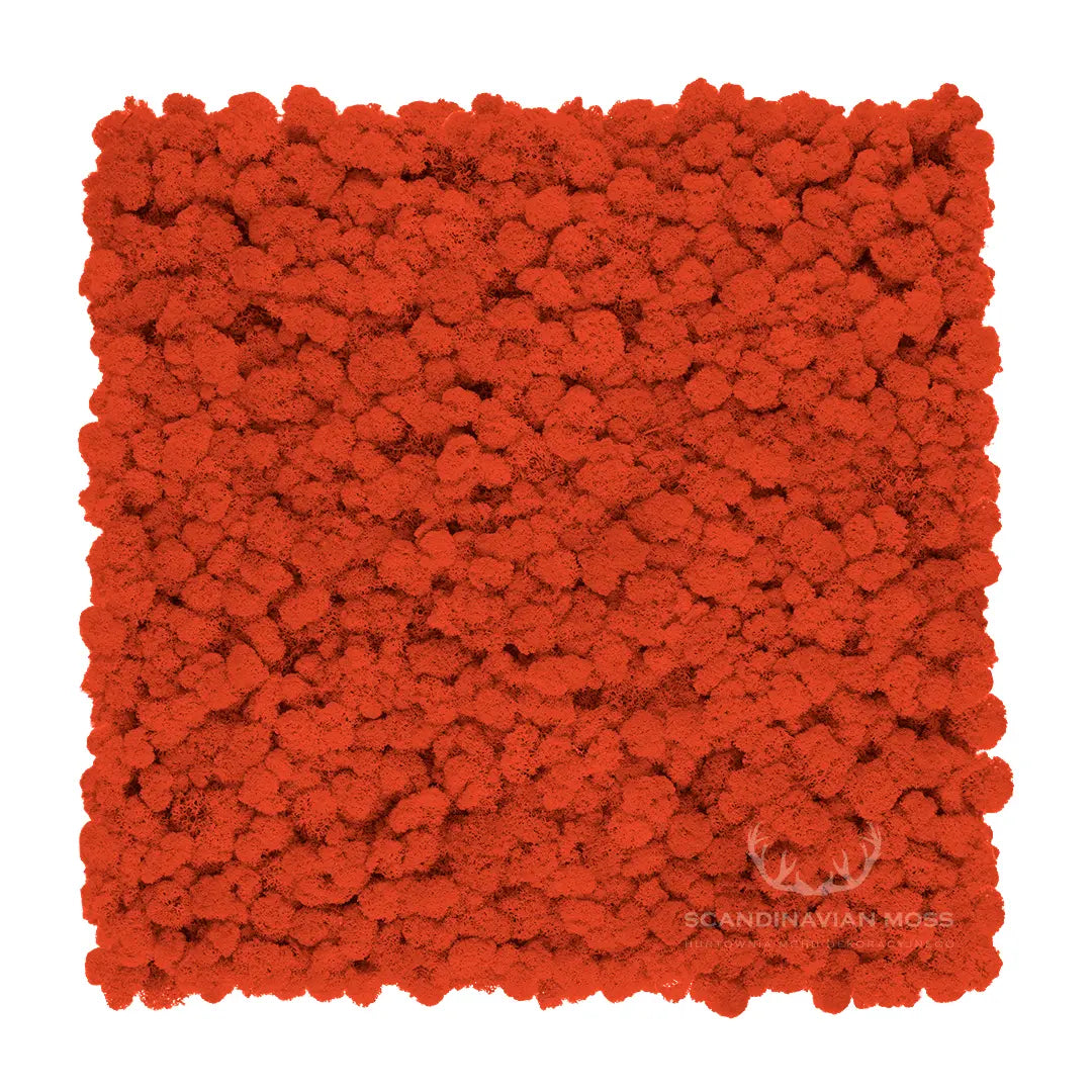Frameless Reindeer Moss Wall Panels Square orange on white background DecorMania.eu