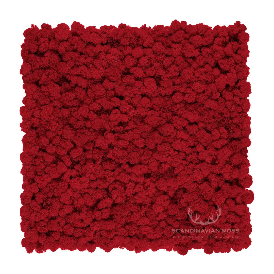 Frameless Reindeer Moss Wall Panels Square red on white colour background DecorMania.eu