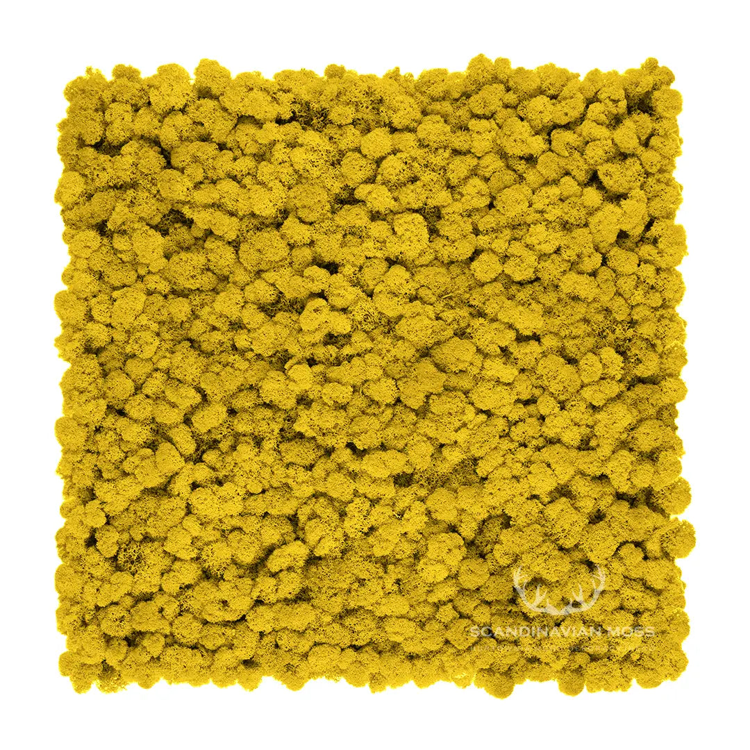 Frameless Reindeer Moss Wall Panels Square yellow on white background DecorMania.eu