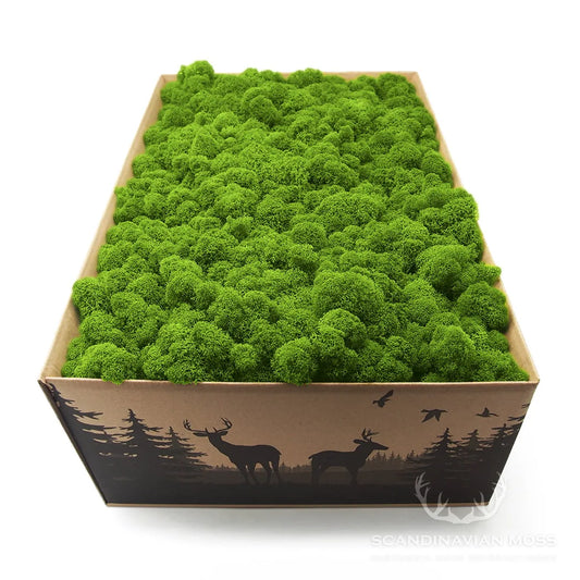 Reindeer Preserved Moss Wall Decor 4 kg on white background DecorMania.eu