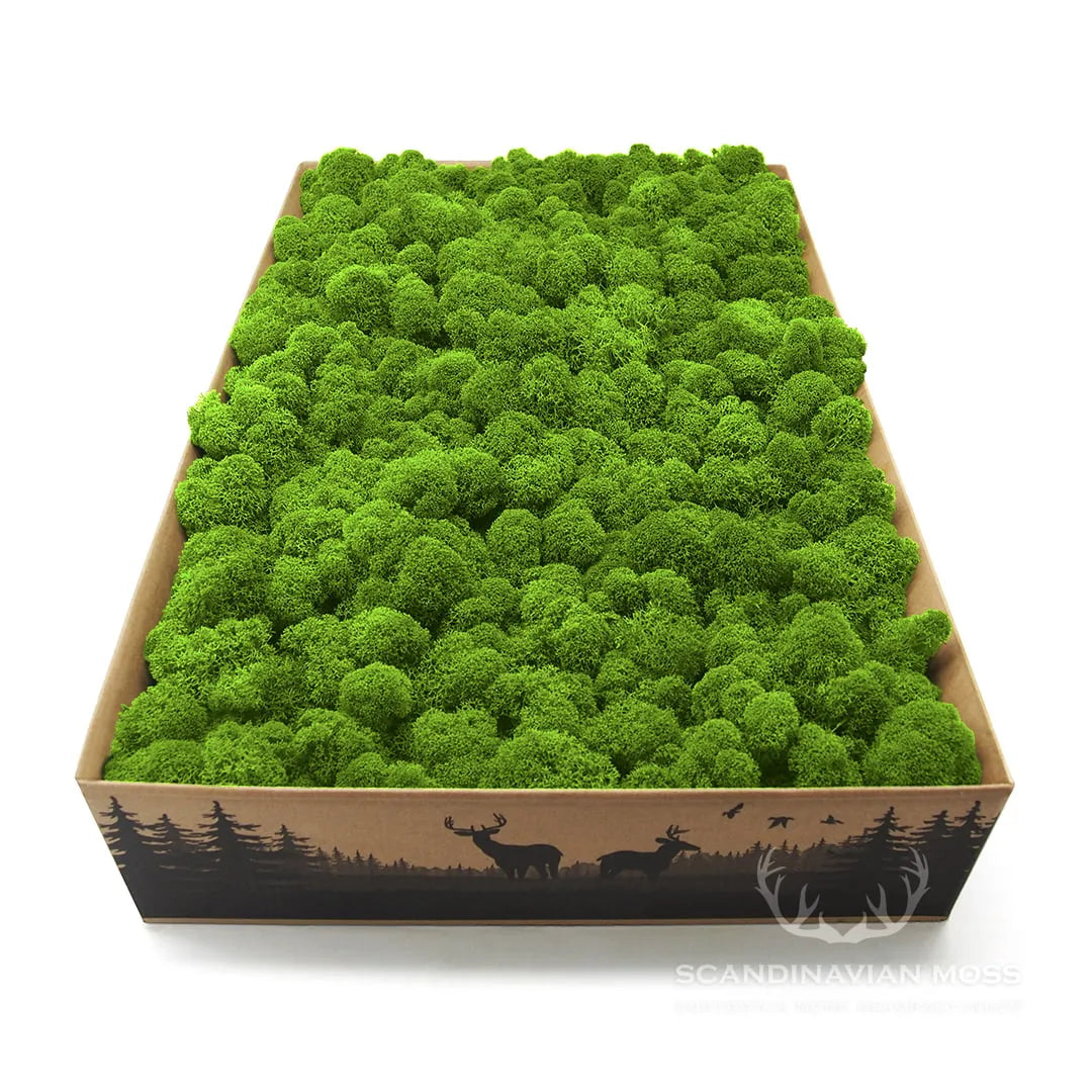 Reindeer Preserved Moss Wall Decor 4 kg in a box DecorMania.eu