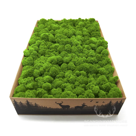 Reindeer Preserved Moss Wall Decor 4 kg in a box DecorMania.eu