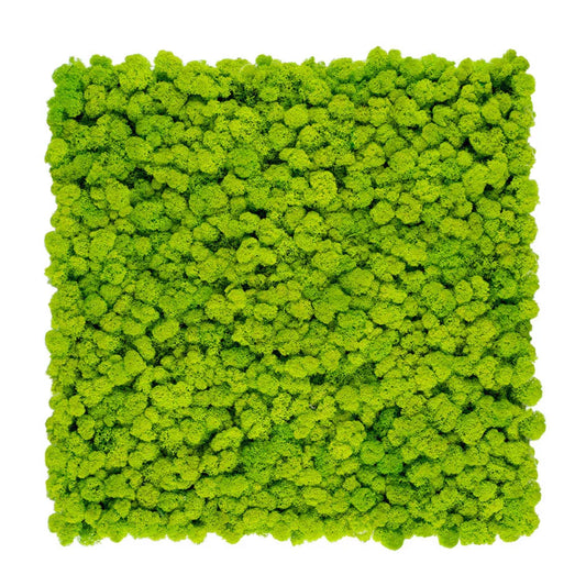 Reindeer Preserved Moss Wall Decor 4 kg light green swatch DecorMania.eu
