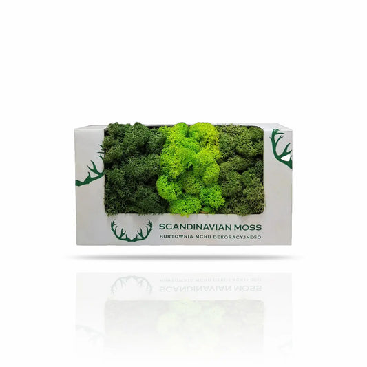 Scandinavian Moss sample preserved moss reindeer box on white background