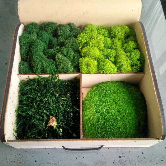 Scandinavian Moss sample preserved moss reindeer box of samples