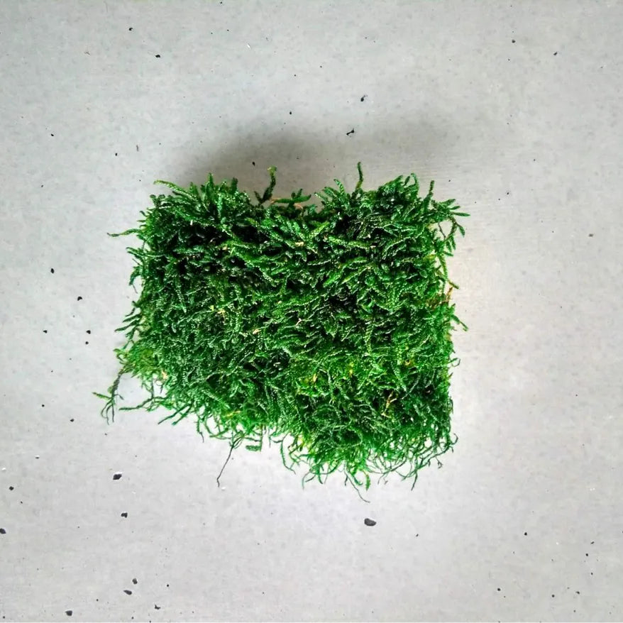 Scandinavian Moss sample preserved moss reindeer loose sample